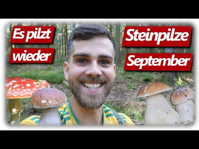 Pilze ohne Ende | Beste Steinpilze madenfrei sammeln, endlich Pilzglück im September