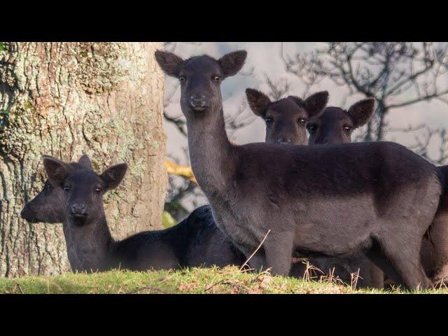 Fallow deer in Exmoor NP - February