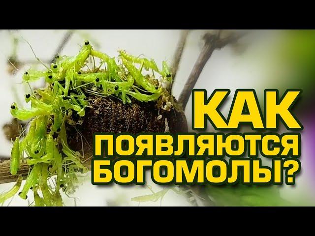 Появление нимф богомолов - Как появляются богомолы Mantis