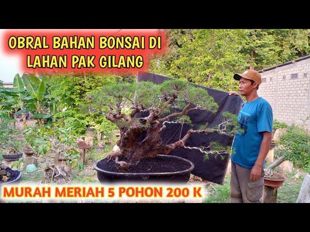 OBRAL‼️BAHAN BONSI MURAH" DI LAHAN PAK GILANG0852-3238-7806.@JeckpaeyBonsai91