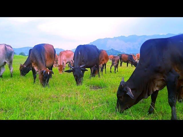 Suara Sapi Betina Memanggil Jantan, Sapi Lucu Sedang Makan Rumput, Bunyi Anak Sapi, Cow Videos