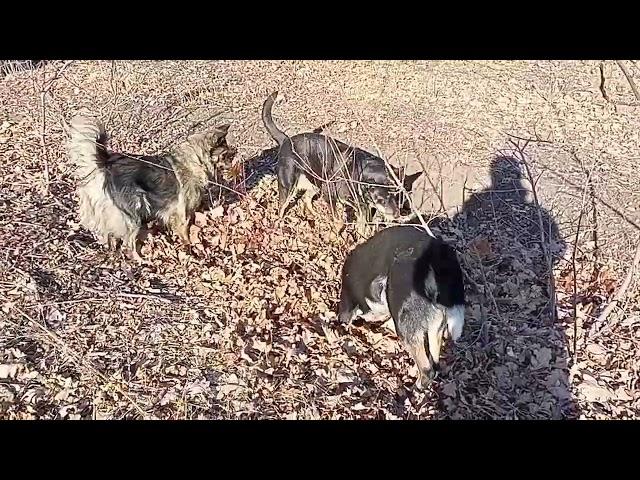 В ЭТОМ ВИДЕО СОБАКИ ЛОВЯТ МЫШЕЙ, А Я ПОЮ ЖУТКИМ ГОЛОСОМ, ))