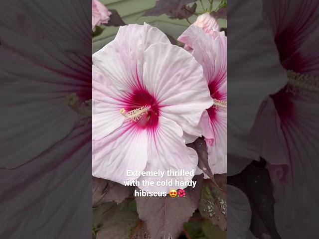 Tropical vibes in the garden  #shorts #hibiscus #garden #hibiscusflower #coldhardy