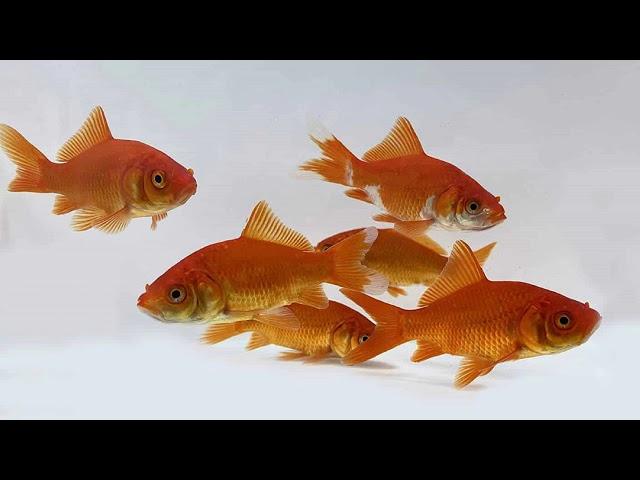 Single Tail Goldfish  | Quality Goldfish | 8 Types of Single Tail Goldfish | Modern Fish Tanks