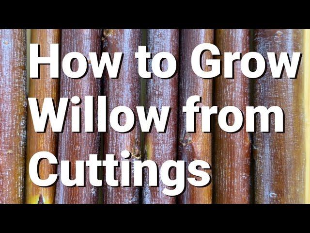 How to Grow Willow from Cuttings