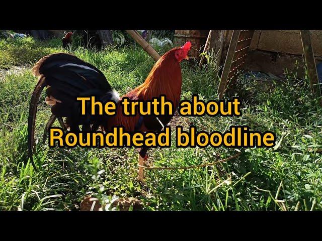 History of Roundhead | The Truth about Roundhead Bloodline