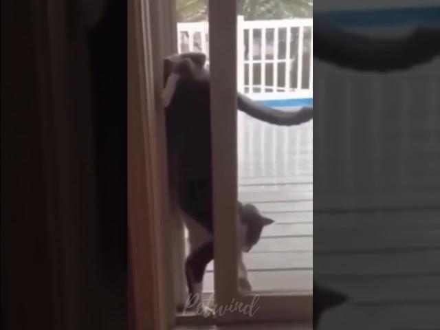 cat stuck in window 