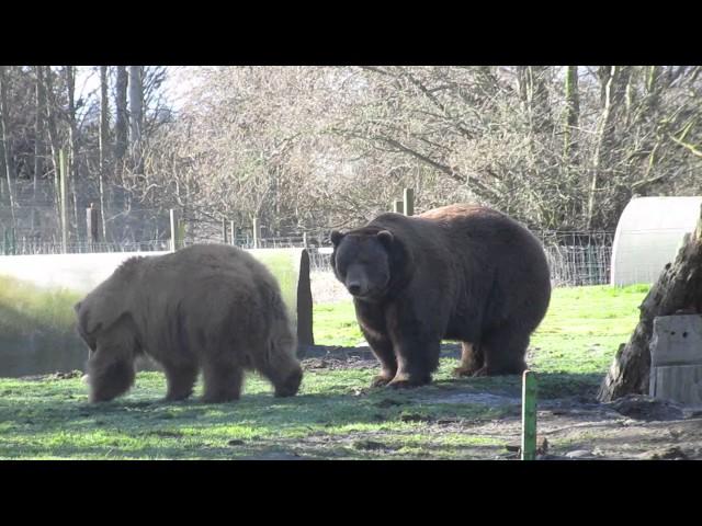 big Kodiak and grizzly bear