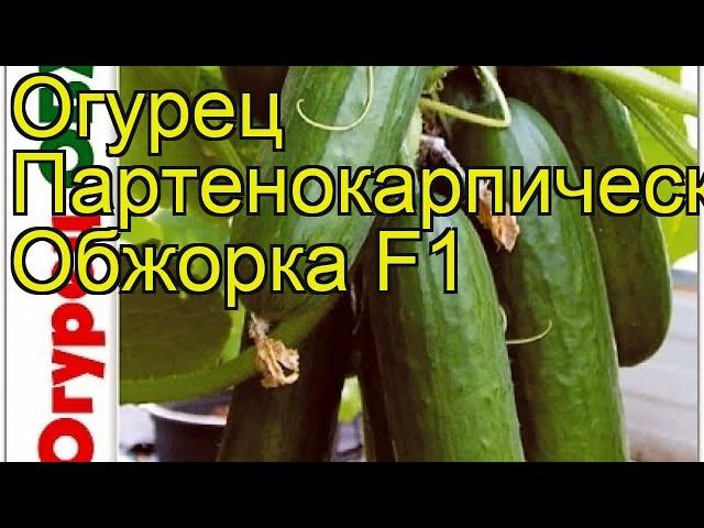 Огурец партенокарпический Обжорка F1. Краткий обзор, описание cucumis sativus Obzhorka F1