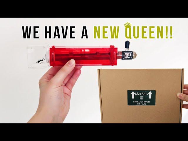 Unboxing A Harvester Ant Queen & Kit | ANTS HQ STARTER KIT