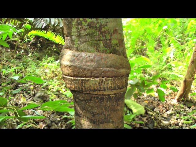 How to Kill Unwanted Trees by Ringing Their Trunks | Video