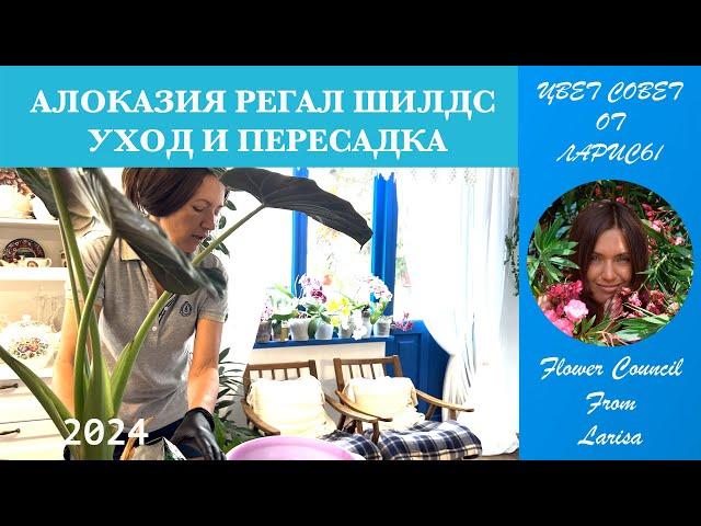 АЛОКАЗИЯ РЕГАЛ ШИЛДС  ALOCASIA REGAL SHIELDS  УХОД И ПЕРЕСАДКА