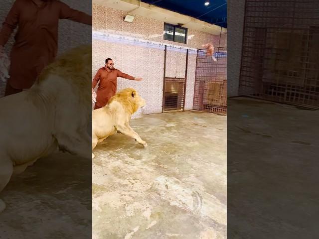 Naughty Mufasa (mian saqib)