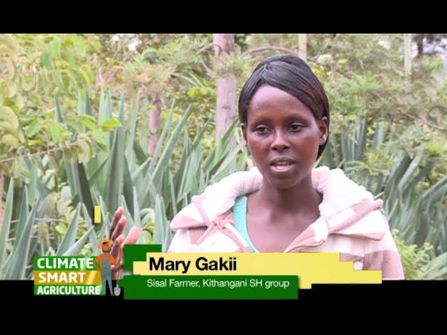 Self-help group reviving Sisal farming for income generation - part 1