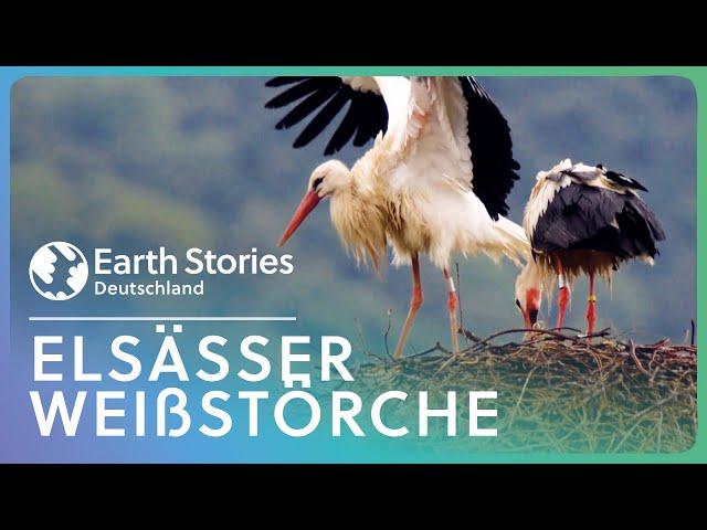 Wunderschöne Weißstörche in den Vogesen | Earth Stories Deutschland