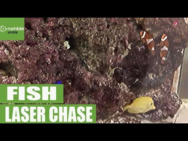 Fish in aquarium chase laser dot