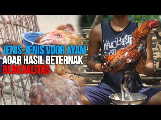 Jenis voor ayam yang bagus diberikan kepada ayam bangkok