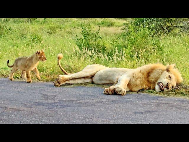 Lion Cub Learns Why You Don't Bite on Dad's Tail