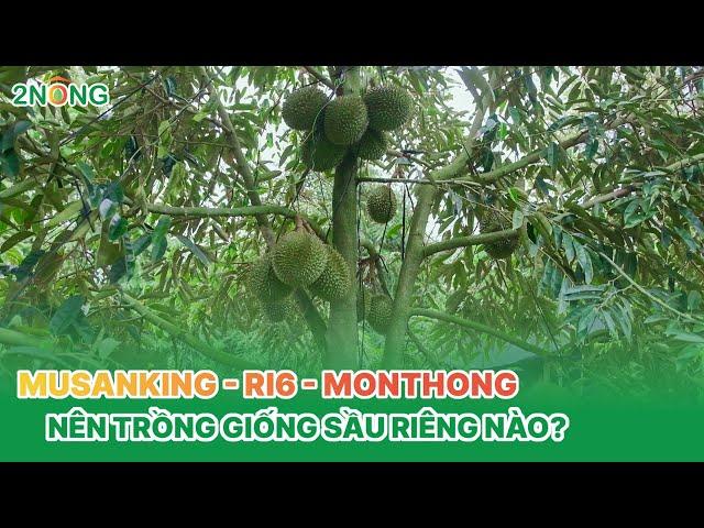 Monthong - Ri6 - Musangking nên chọn giống sầu riêng nào?