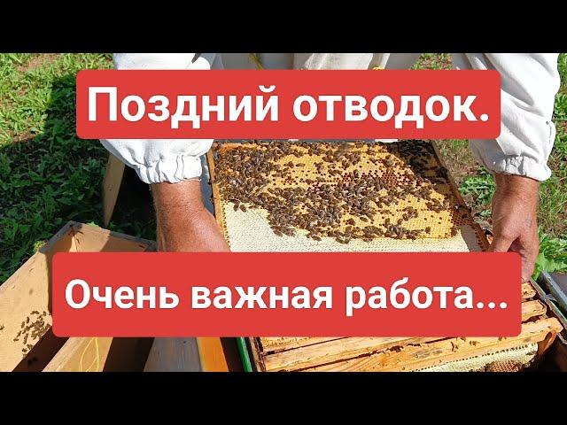 Поздний отводок.Оченьь важная работа...