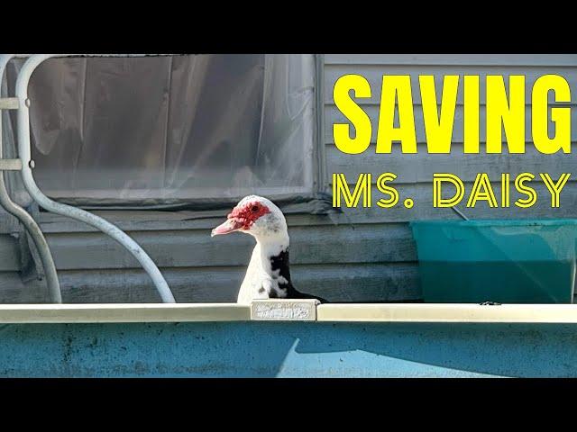 Saving Ms. Daisy Duck 