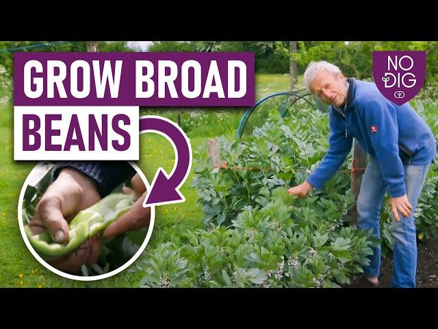 Growing Broad Beans: A Complete Guide from Autumn to Spring Planting