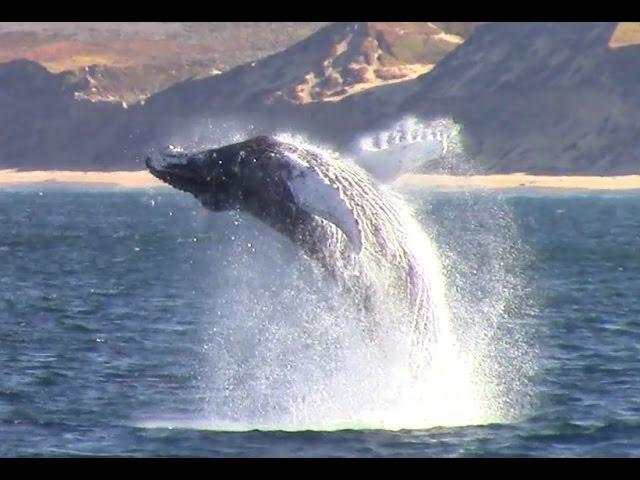 Monterey Bay Whale Watching Capital of the World™ #Monterey