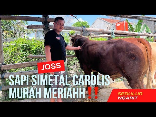 SAPI SIMETAL CAROLIS MURAH MERIAHH‼️