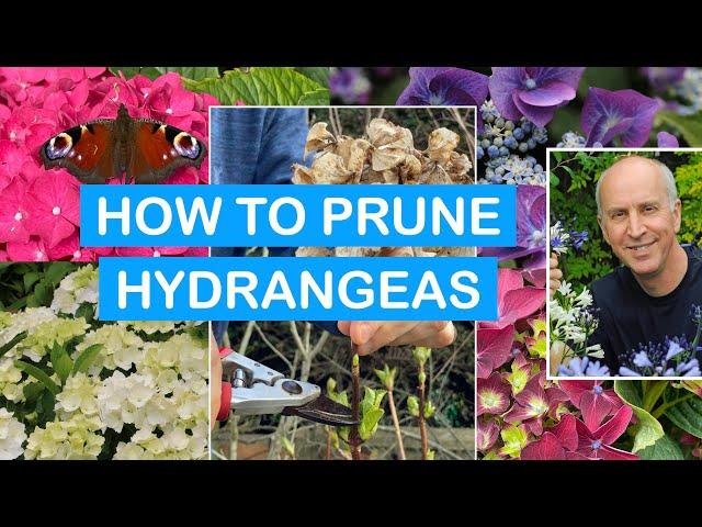 HOW TO PRUNE HYDRANGEAS – IN POTS & BORDERS: pruning Mopheads & Lacecaps Step-By-Step