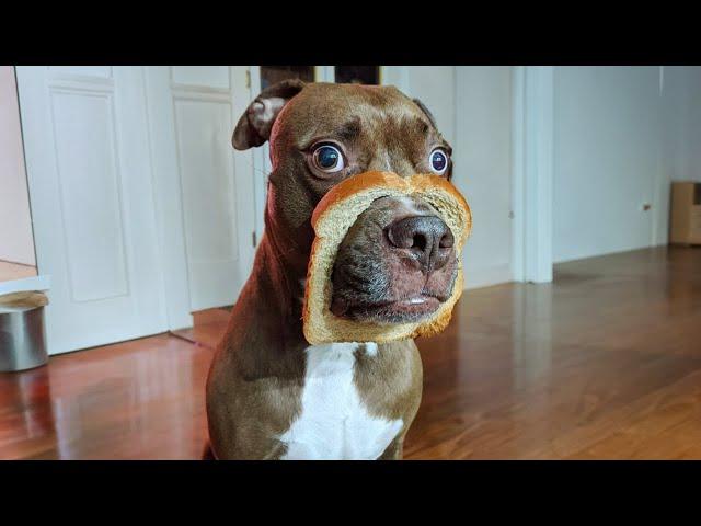 The Most Over SILLY DOGS Ever!  Funny Dog Videos of 2024