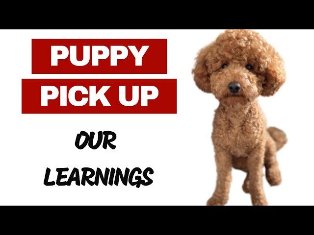 Miniature Poodle Puppy Pick Up From Breeder - Our Learnings