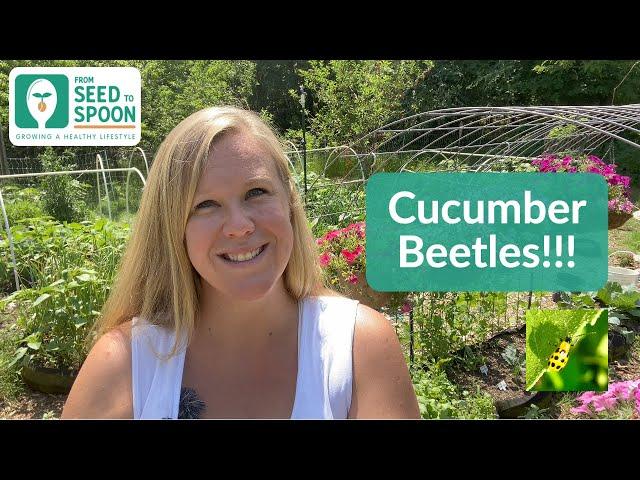  Cucumber Beetles: Top Tips & Tricks for Preventing & Managing Cucumber Beetles!