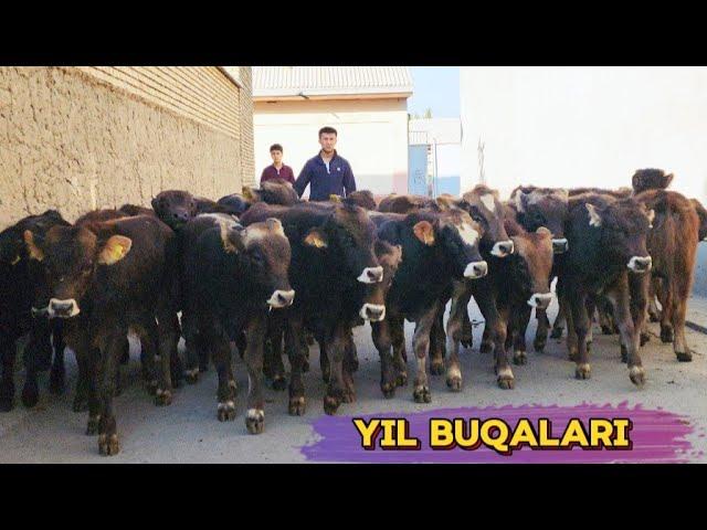 Xali Bunaqa Qoni Toza Buqalar Kelmagandi Abdulllohdan Yil Buqalari 8-Oktyabr, 2024