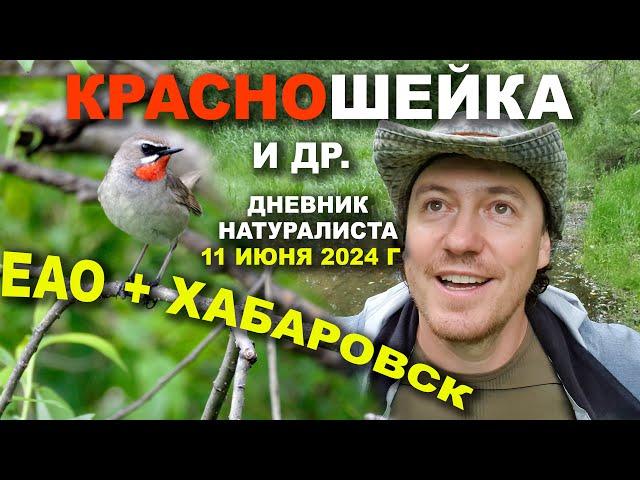 Красношейка  и др. ЕАО+Хабаровск. 11.06.2024 г.