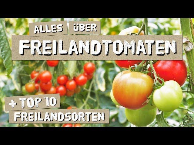 Freilandtomaten - Anbau, Tipps, Sorten - Tomaten anbauen