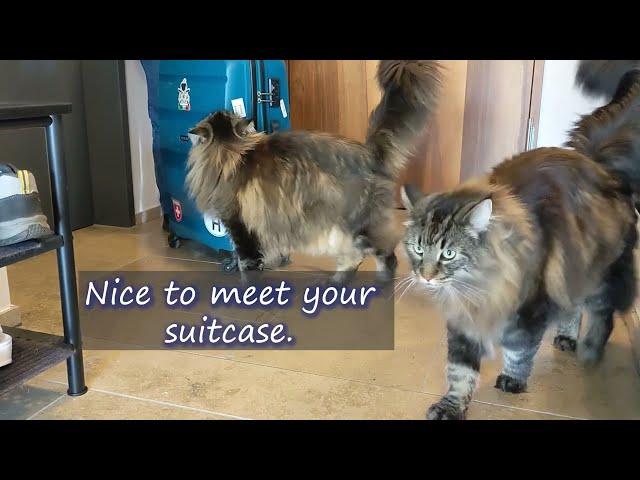My Cats Welcoming a Human Guest | Norwegian Forest Cats