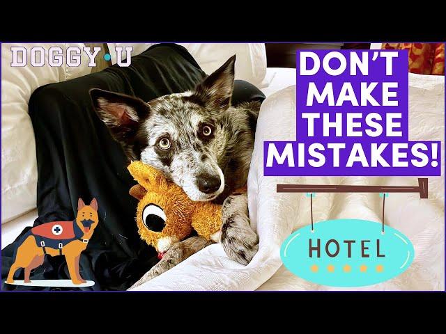 Service Dogs: Complete Guide to Staying at Hotels and AirBnBs