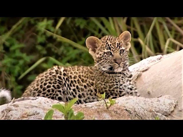 Leopard Family Look For A New Home | Little Big Cat | BBC Earth Kids