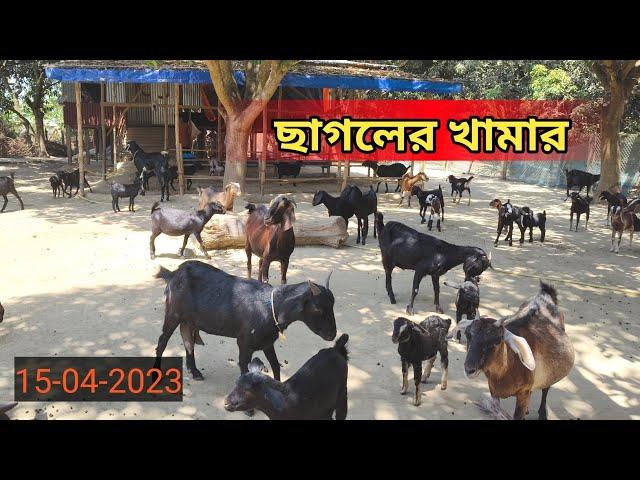 ছাগলের খামার | দেশি ছাগল | goatfarm | GOAT FARM NADIA | WhatsApp 9735245265 | Rj goat farm