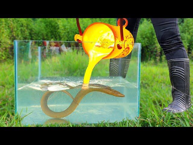 Experiment: LAVA vs ELECTRIC EEL Underwater