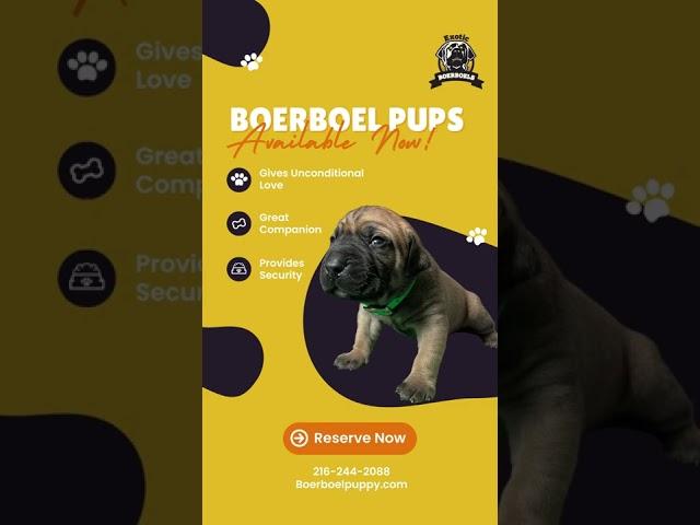 Premium Line Gorilla Boerboels Need A New Home #shorts