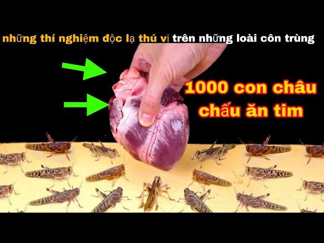 Những Thí Nghiệm Thú Vị Về Côn trùng mà bạn chưa bao giờ Nghĩ Tới || review giải trí đời sống