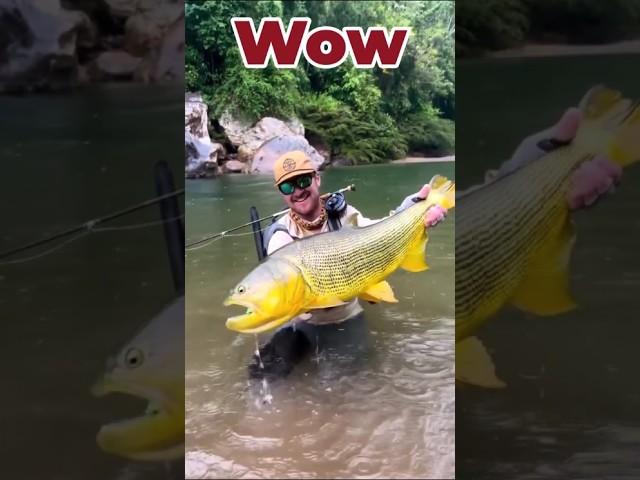 Wow! Big Colorful Fish