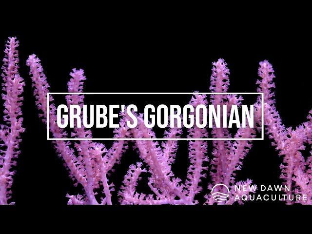 Grube's Gorgonian