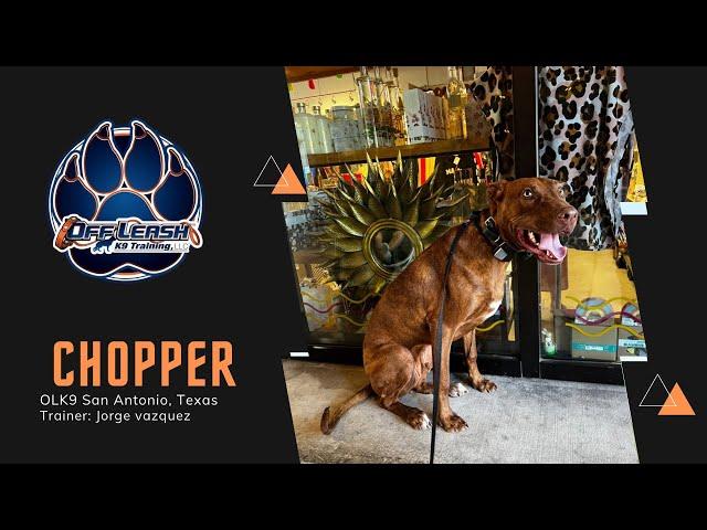 Choppers the 10 Month Old Doberman | Owner Testimony