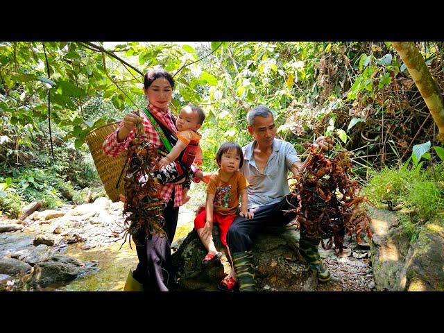 Single mother: Catching wild crabs with grandpa - A surprise gift for grandpa | Ly Phuc Binh