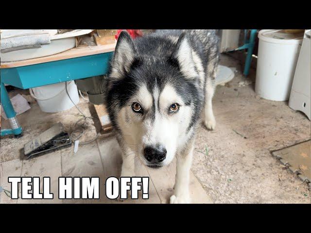 Husky Smells An Intruder! Wants Me To Send Message!