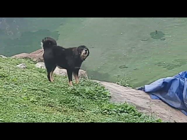 bakarwal dogs of wardvan valley jammu and kashmir