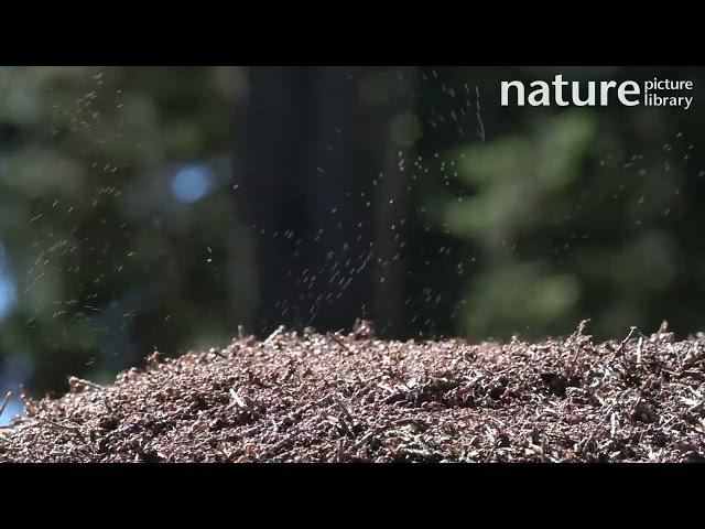 Slow motion clip of Wood ants on anthill, squirting formic acid to repel threat, Germany