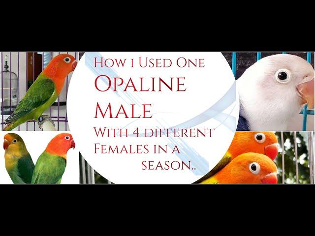 How I used One male Opaline with 4 Different Females | Parblue | Blue opaline | Euwing |